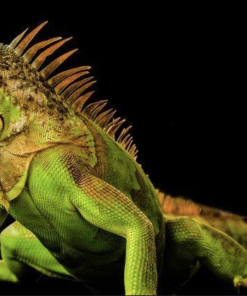 2–3 Fuß Grüne Leguan Zum Verkauf