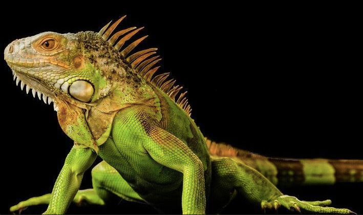 2–3 Fuß Grüne Leguan Zum Verkauf