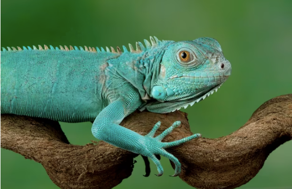 2 – 3 Fuß Blaue Axanthic-Echse zu verkaufen