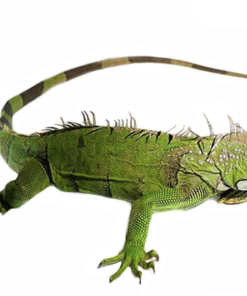 3–4 Fuß Grüne Leguane Zu Verkaufen