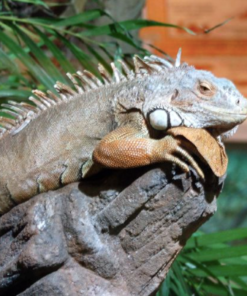 Große Grüne Leguan 4-5 Fuß zu verkaufen