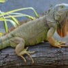 5–6 Fuß Grüner Leguan (Iguana iguana) zu verkaufen