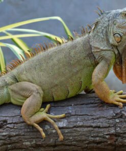 5–6 Fuß Grüner Leguan (Iguana iguana) zu verkaufen