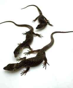 Ackie-Waran (Varanus acanthurus) kaufen