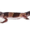 Afrikanischer Fettschwanzgecko (Hemitheconyx caudicinctus) kaufen