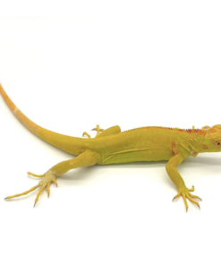 Albino Leguan kaufen