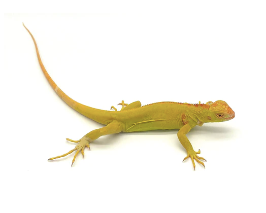 Albino Leguan kaufen