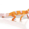 Albino Leopardgecko kaufen