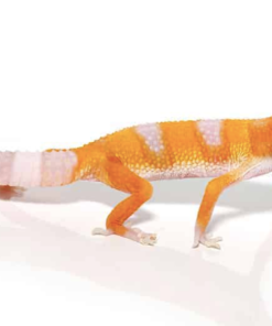Albino Leopardgecko kaufen