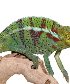 Ambanja-Pantherchamäleon kaufen