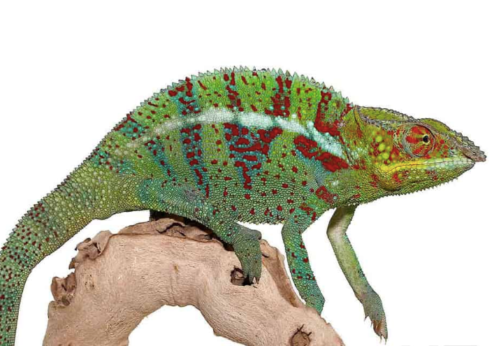 Ambanja-Pantherchamäleon kaufen