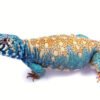 Arabischer Blauer Uromastyx kaufen