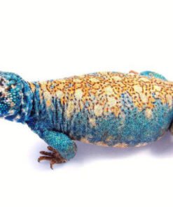 Arabischer Blauer Uromastyx kaufen