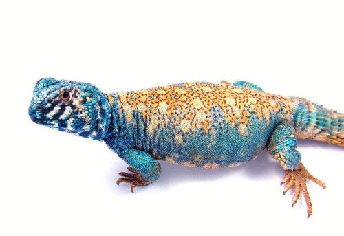 Arabischer Blauer Uromastyx kaufen