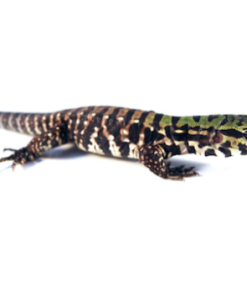 Argentinischer Schwarz-Weiß-Tegu zu verkaufen