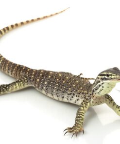 Arguswaran (Varanus panoptes) kaufen