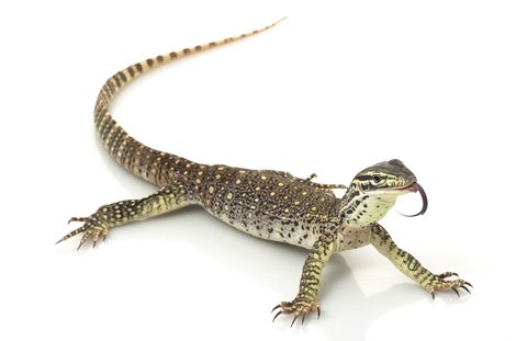 Arguswaran (Varanus panoptes) kaufen