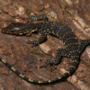 Asianischer Wasserwaran (Varanus salvator) zu verkaufen