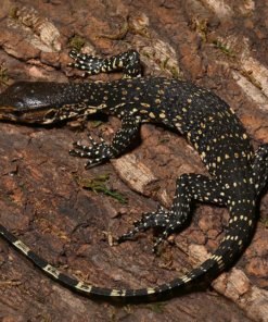 Asianischer Wasserwaran (Varanus salvator) zu verkaufen