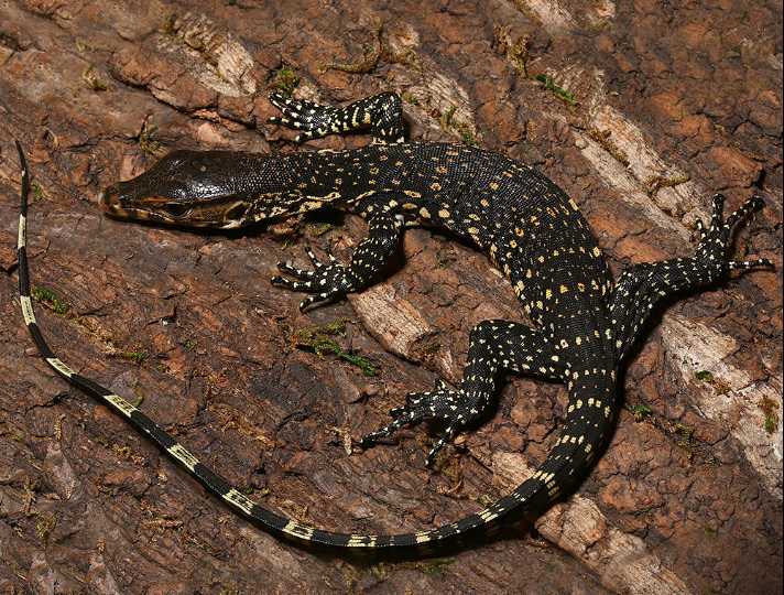 Asianischer Wasserwaran (Varanus salvator) zu verkaufen