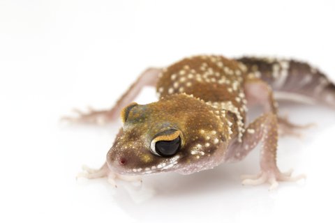Australischer Bellgecko kaufen