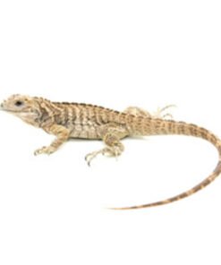 Rhino-Iguana (Cyclura cornuta) kaufen