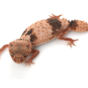 Banded Knob-Tailed Gecko kaufen