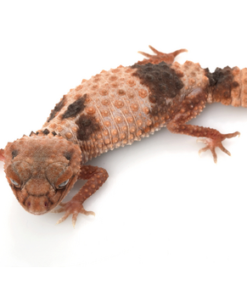 Banded Knob-Tailed Gecko kaufen