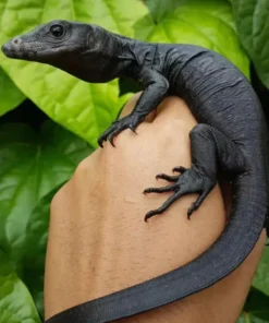 Black Dragon Wasserwaran kaufen