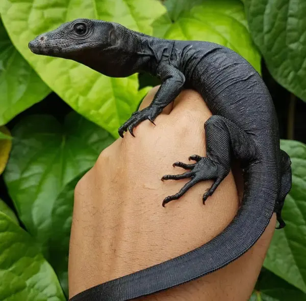 Black Dragon Wasserwaran kaufen