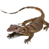 Schwarzkehl-Rauhwaran (Varanus rudicollis) kaufen