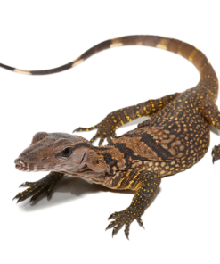 Schwarzkehl-Rauhwaran (Varanus rudicollis) kaufen