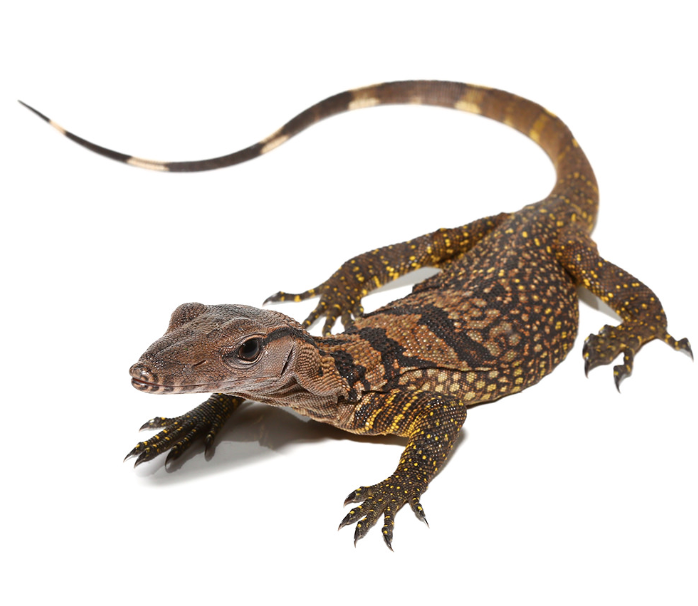 Schwarzkehl-Rauhwaran (Varanus rudicollis) kaufen