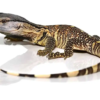 Schwarzkehlwaran (Varanus albigularis ionidesi) kaufen