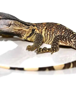Schwarzkehlwaran (Varanus albigularis ionidesi) kaufen