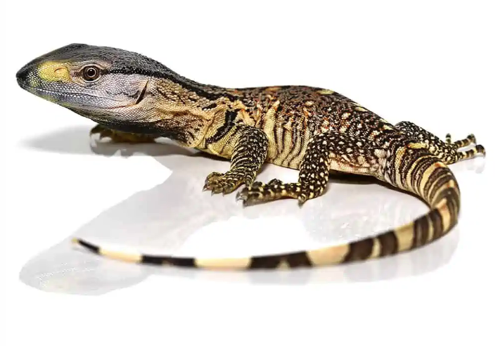 Schwarzkehlwaran (Varanus albigularis ionidesi) kaufen