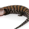 Blauzungenskink (Tiliqua gigas) kaufen