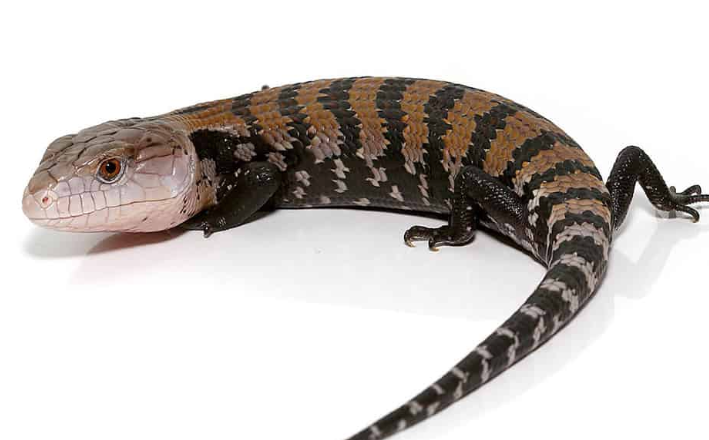 Blauzungenskink (Tiliqua gigas) kaufen