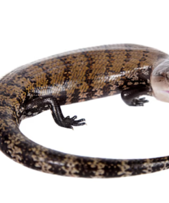 Blauzungenskink (Tiliqua gigas) kaufen