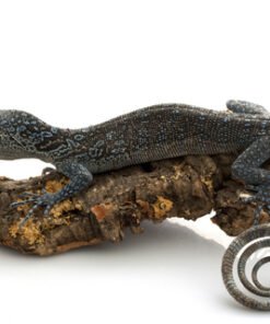 Blauer Baumwaran zu verkaufen