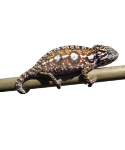 Carpet-Chamäleon (Furcifer lateralis) kaufen