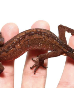 Cat Gecko kaufen – Aeluroscalabotes felinus