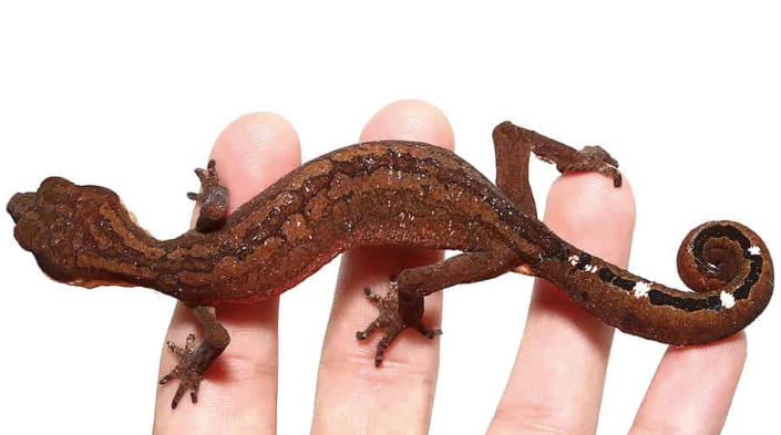 Cat Gecko kaufen – Aeluroscalabotes felinus