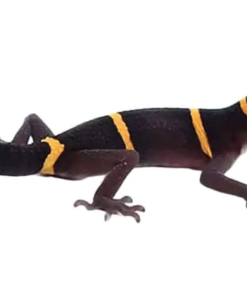 Chinesischer Höhlengecko (Goniurosaurus luii) kaufen