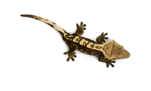 Kronengecko (Correlophus ciliatus) kaufen