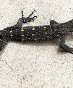 Krokodilwaran (Varanus salvadorii) zu verkaufen