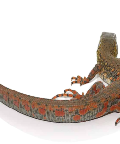 Crocodile Tegu kaufen