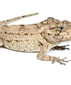 Seltene Kubanische Falsche Chamäleons