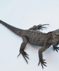 Kubanischer Felsenleguan (Cyclura nubila) kaufen