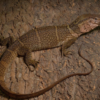 Dumerils Waran (Varanus dumerilii) kaufen